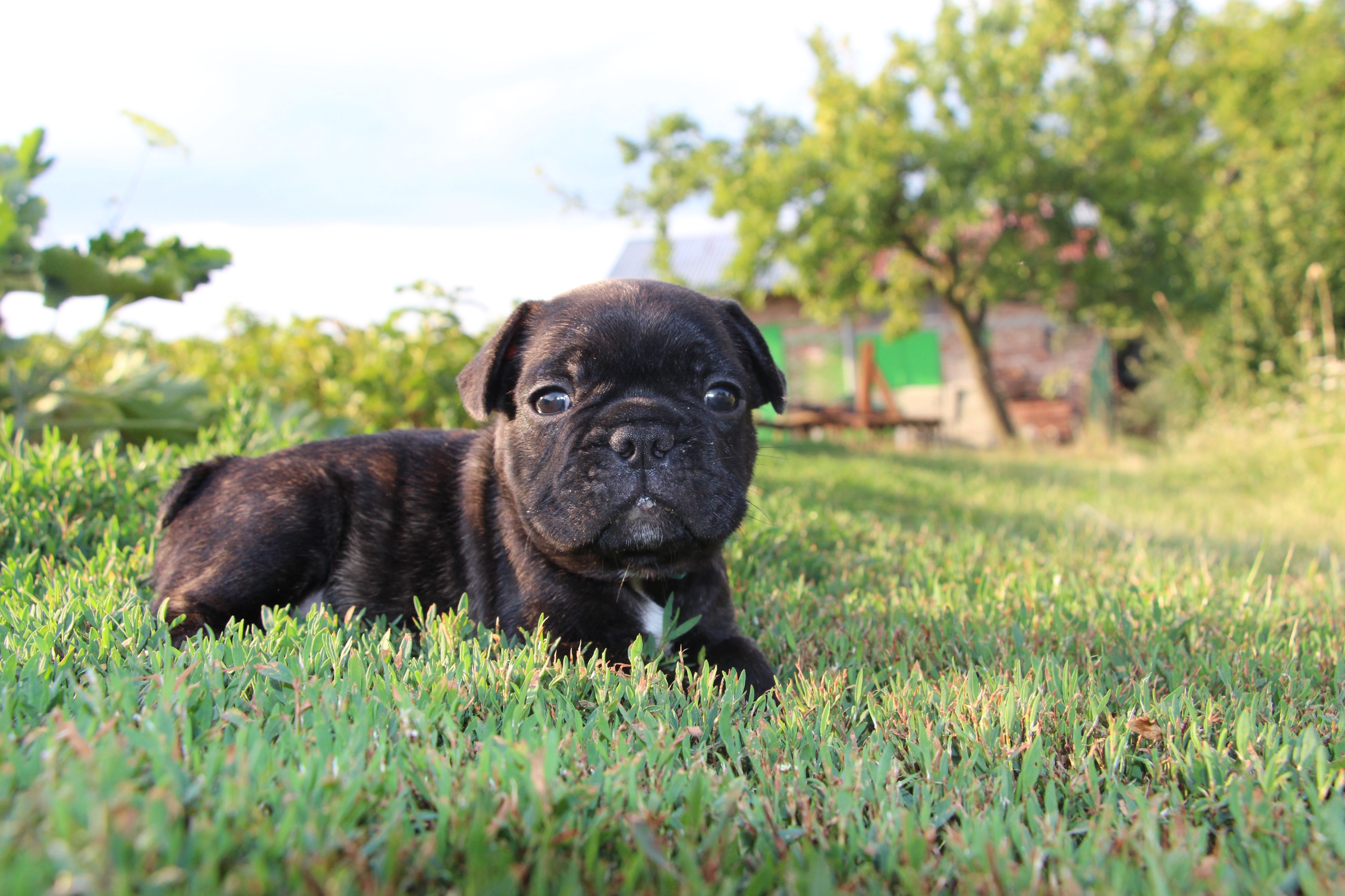 <svg class='blue'></svg> <b>Marrel</b> <svg class='blue'></svg>